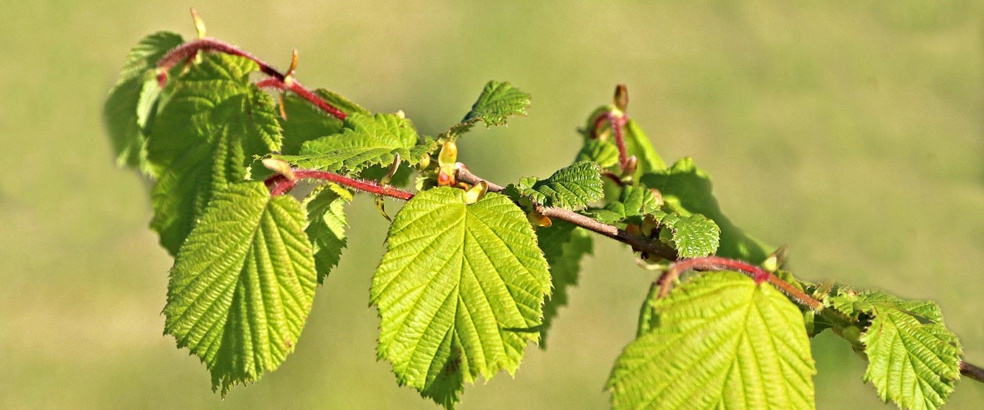 Haselnussstrauch in Waldstetten