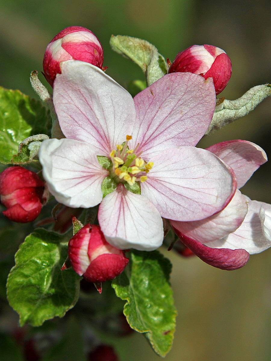 Bio-Äpfel in Waldstetten kaufen