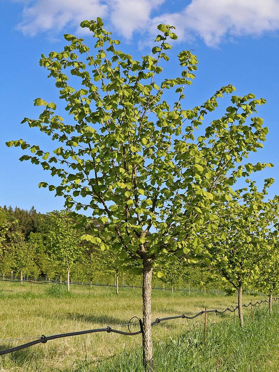 nussbraun in Waldstetten