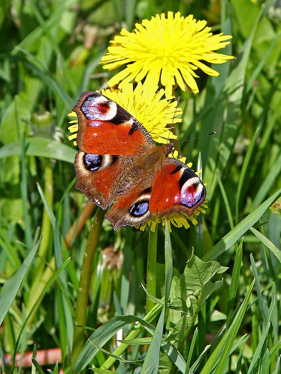 Bio-Nüsse und Bio-Äpfel