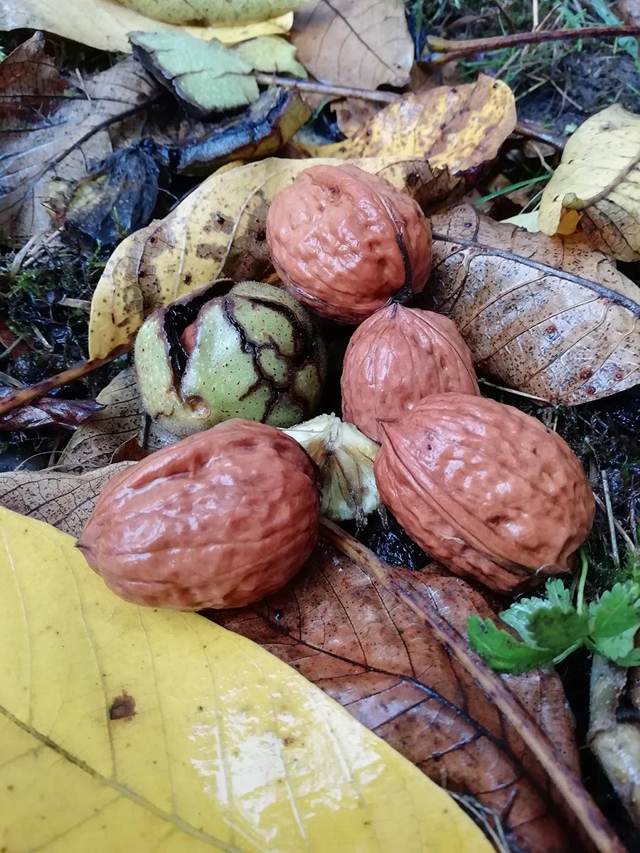 Nussverkauf in Waldstetten